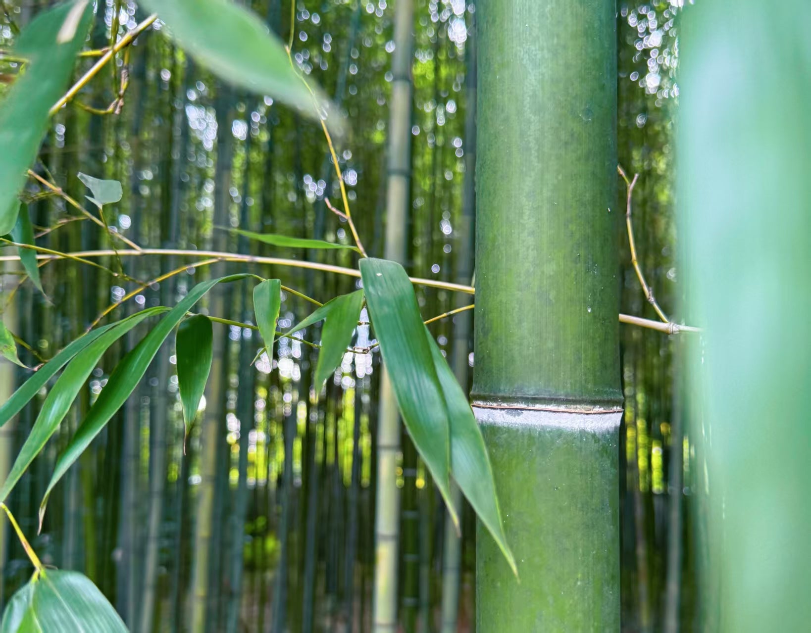 Sunlit bamboo grove showing the plant-based origin of Coobberpet litter